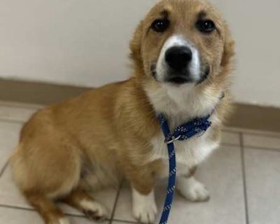 Dom - Cardigan Welsh Corgi Male Dog for Adoption