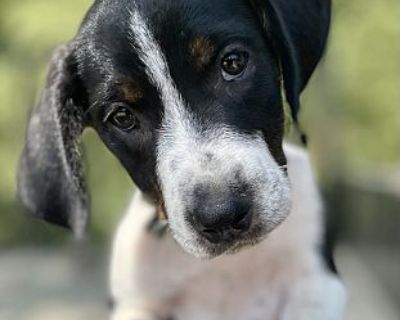 Vegas - - Grenada V litter of 3 - Beagle/Plott Hound Mix Male Puppy for Adoption