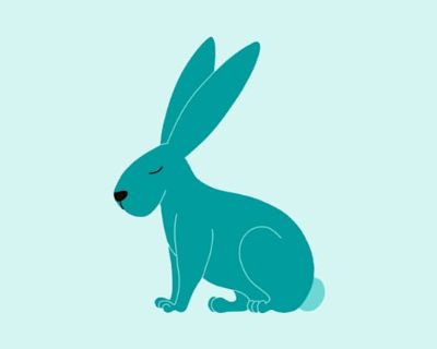 Pebbles the Rabbit - Netherland Dwarf Female for Adoption