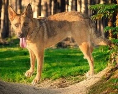 Rescue from TX (transport is included) - sweet Anna is about 3-year-old, 50-pound beauty with a stunning and unique coat that turns heads wherever she goes. But her looks are just the beginning Anna is an incredibly affectionate and sweet girl who truly loves people. She thrives on attention and will happily follow you. Anna is also a clever girl not in a mischievous way, but in that charming, ...