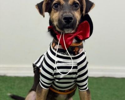 Exciting News: This adorable pup will be at an adoption event near you! Check our website: https://AmazingDogsRescue.org/dogs/ Or call 888.508.8943 (Monday to Sunday, 8 AM to 8 PM).. Out-of-town pets are cared for by non-local organizations who can make arrangements for the pet to be transported to your area. Learn More. Puppy Male Small Black , Golden