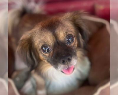 Marvin - Pekingese Mix Female Puppy for Adoption