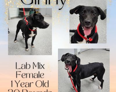 Ginny - Black Labrador Retriever Mix Female Dog for Adoption