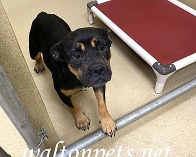 Eevaa #16478 - Bulldog/Rottweiler Mix Female Dog for Adoption