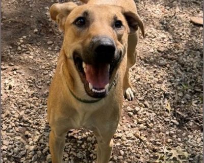dexter - Male Puppy German Shepherd mix for Adoption