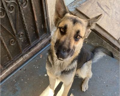 Hello this is Nova she is a full breed German and she is very friendly. She is very energetic and has so much spunk left in her. She does well with kids and adults. No issues with other dogs male or female. She is a total goof ball and just loves to be loved. I am looking for a good home for her someone who can give her then time and attention she needs and Germans are very highly energetic. Un...