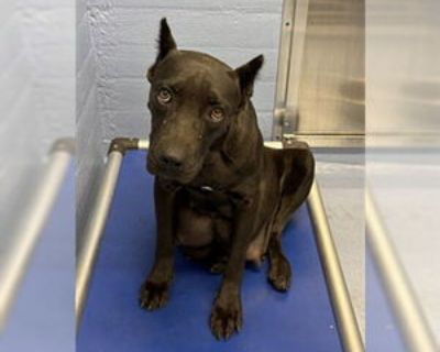 Young * Location Downey, CA, 90242 USA USA *. Dog Breed: Cane Corso Mastiff (medium coat). Physical Attributes Coat Length: Medium Additional Information Was the Dog Found No