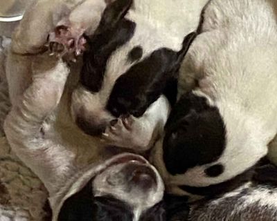 2 Male and 5 Female German Shorthaired Pointer Puppies for Sale