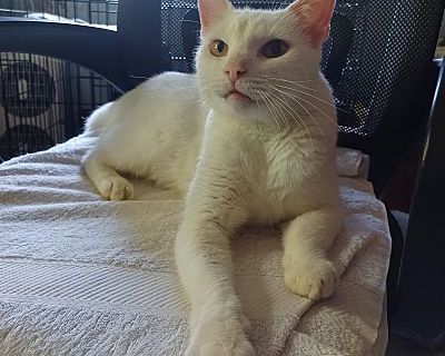 Romeo - American Shorthair Male Cat for Adoption