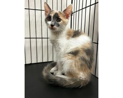 Peaches N Cream - Domestic Shorthair/Domestic Mediumhair Mix Female Cat for Adoption