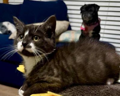 Tux - Domestic Shorthair Male Kitten for Adoption