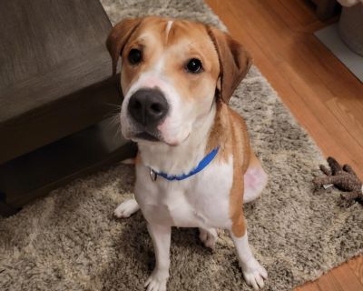 All the way from the Lone Star State, we have a lovable pups that is sure to steal your heart Canelo! This Canelo is not a fighter, he is a lovebug in the form of a 62lb, Male Hound mix. He is listed as 2 yrs old, and a shelter favorite. Canelo was brought to the shelter by a person who could no longer keep him as his pet. Canelo does not like other dogs and would be best as an only. Canelo wou...