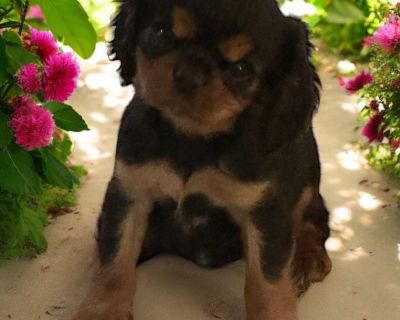 1 Female Cavalier King Charles Spaniel Puppy for Sale