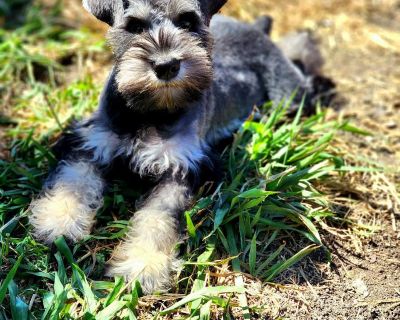 1 Male Miniature Schnauzer Puppy for Sale