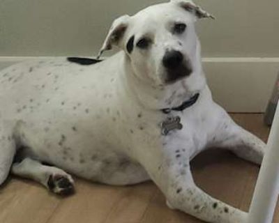 Niko - American Staffordshire Terrier/Border Collie Mix Male Dog for Adoption