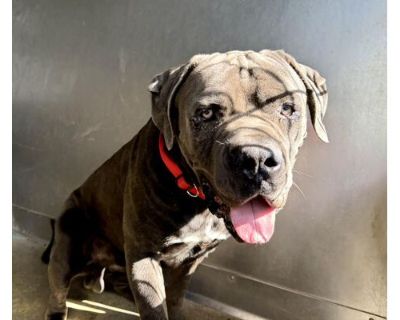 HERCULES - Mastiff Male Dog for Adoption