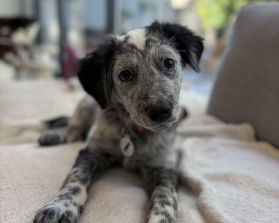 Yogi - Border Collie & Great Pyrenees Mix Male Puppy for Adoption