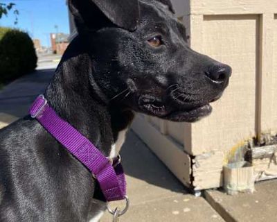 Raven - Patterdale Terrier (Fell Terrier)/Labrador Retriever Mix Female Dog for Adoption