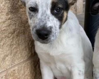 Pepper - Australian Cattle Dog / Blue Heeler Mix Female Puppy for Adoption