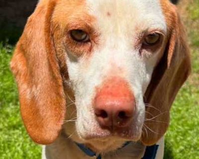 Bumper - Beagle Male Dog for Adoption