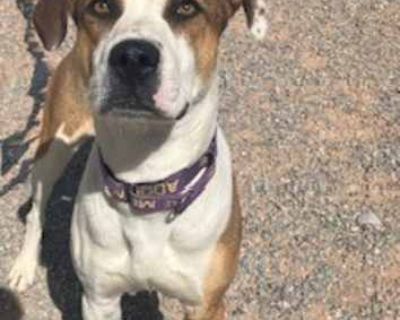 Thunder - Hound (Unknown Type) Male Dog for Adoption
