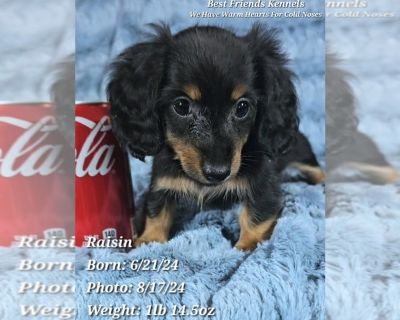 Raisin - Dachshund Female Puppy for Sale