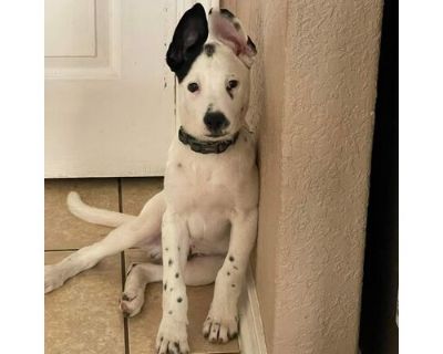 Poky SM - Australian Shepherd/American Bulldog Mix Male Puppy for Adoption