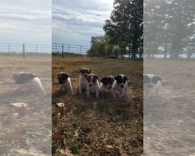 Litter of 5 - Jack Russell Terrier Male Puppy for Adoption