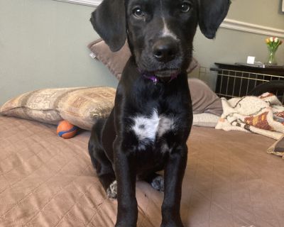 Hi, I'm Kathy! Thanks for checking me out! I know my cute face is hard to resist, but here's the scoop: I'll need a lot of your time and attention as I grow up into the amazing adult dog I'm destined to be! I'm looking for a forever family that will help me with socialization, training (yes, that includes house training!), and plenty of exercise. And let's not forget the chewing and teething-I'...