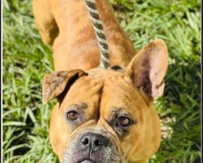 Liberty - Female Puppy French Bulldog / Bulldog for Adoption