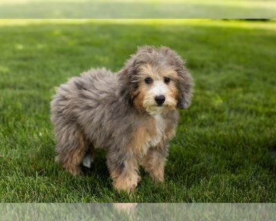 Hailey - Miniature Bernedoodle-Poodle (Miniature) Mix Female Puppy for Sale