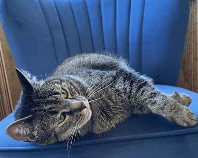 Meet Josie! I adopted Josie from a coworker about a year and a half ago, and she has been a gentle, affectionate companion ever since. She loves people, enjoys being brushed, and will happily curl up beside you while you work or relax. Josie is healthy and thriving. She has been to the vet recently for her general check up and vaccines and has a clean bill of health. Unfortunately, my schedule ...