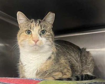 Breed Domestic Shorthair Color Brown Tabby/White Age 2 years old, Adult Sex Female Pet ID 139542 Hair Length