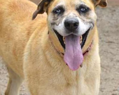 Josset - Catahoula Leopard Dog Female Dog for Adoption