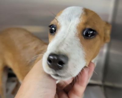 Mustang - Australian Cattle Dog / Blue Heeler Mix Male Dog for Adoption