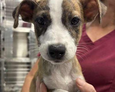 Lana - Shepherd (Unknown Type)/Australian Cattle Dog Mix Female Puppy for Adoption
