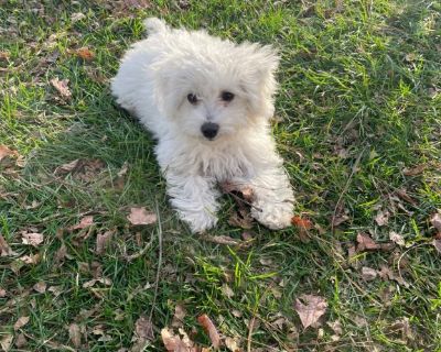 Free puppies store in hannibal mo