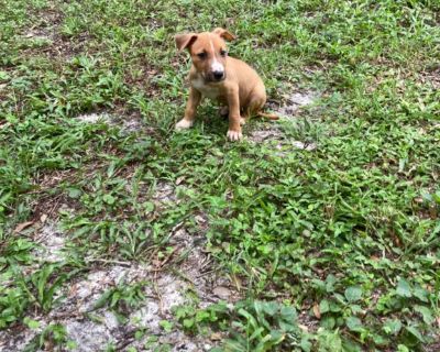 Cute mini pin mix dachshund puppies