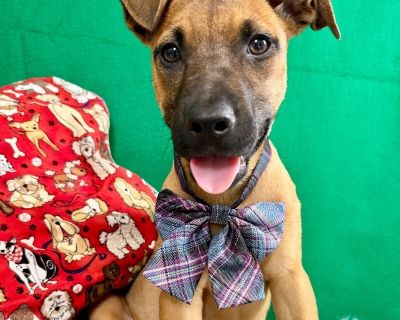 Lucy Boyle - German Shepherd Dog & Black Mouth Cur Mix Female Puppy for Adoption