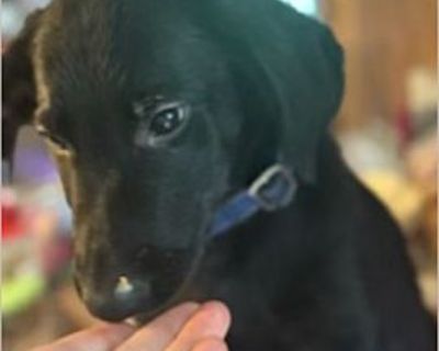 Kilo (male) - German Shepherd Dog/Labrador Retriever Mix Male Puppy for Adoption