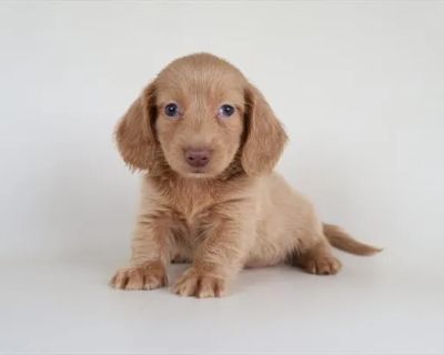Roy - Male Dachshund Puppy for Sale
