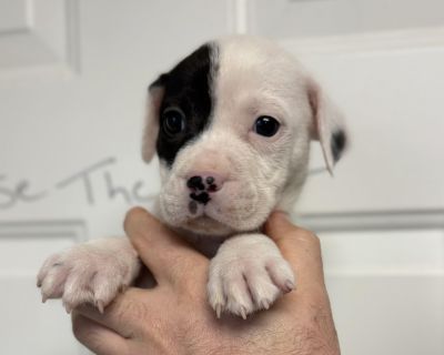 Quill - Pit Bull Terrier Mix Male Puppy for Adoption