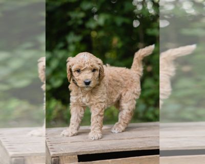 Peaches - Double Doodle Female Puppy for Sale