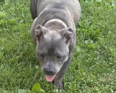 Lexi - American Pit Bull Terrier Female Dog for Adoption