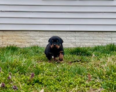 Rottweiler Puppies—— 1 female available