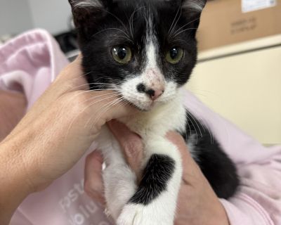 Paws - Tuxedo Male Cat for Adoption