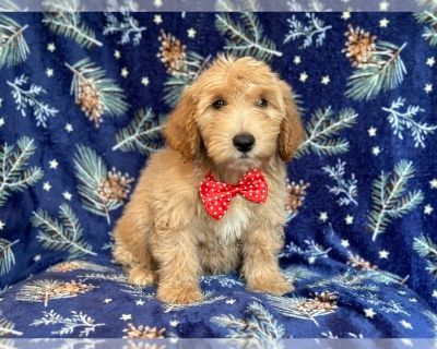 Coop - Goldendoodle (Miniature) Male Puppy for Sale