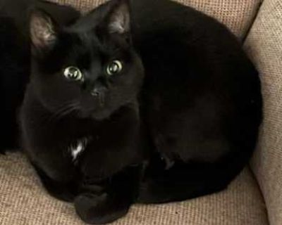 Sofia is such a sweet little girl. She s 5 years old and weighs 7lbs. She has mild anxiety and needs a loving, attention-filled home. I work and am away from home too much to give her the happy life and care she deserves, but she is just the best cat.. Good with kids Good with cats Needs experienced adopter Spayed / Neutered Housetrained. Breed American Shorthair Color Black (All) Age Adult Sex...