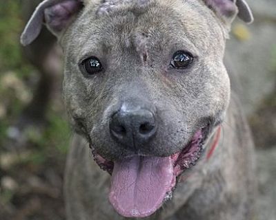 Nina Beans - American Pit Bull Terrier Female Dog for Adoption