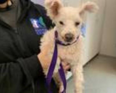 Adopt UNKNOWN a White Poodle (Miniature) / Mixed dog in Rancho Cucamonga